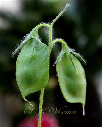  Legumes-2-seeded